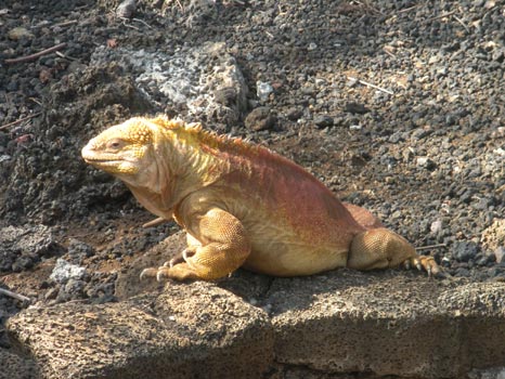 Our Galapagos Adventure